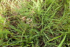 Eragrostis racemosa
