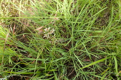 Eragrostis racemosa