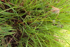 Eragrostis racemosa