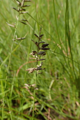Eragrostis racemosa