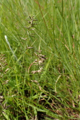 Eragrostis racemosa
