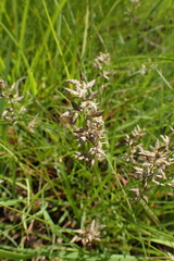 Eragrostis racemosa