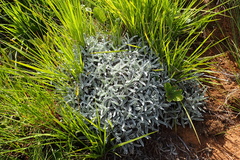 Helichrysum argentissimum