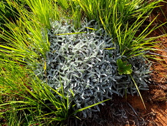 Helichrysum argentissimum