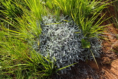 Helichrysum argentissimum