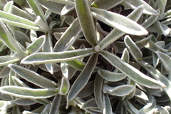 Helichrysum argentissimum