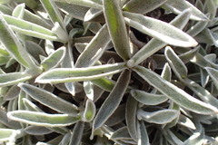 Helichrysum argentissimum