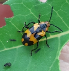 Phyllocharis undulata