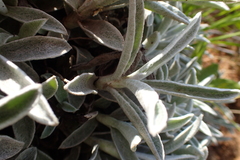 Helichrysum argentissimum
