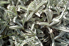 Helichrysum argentissimum