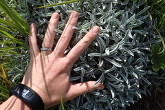 Helichrysum argentissimum
