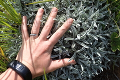 Helichrysum argentissimum