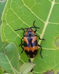 Phyllocharis undulata