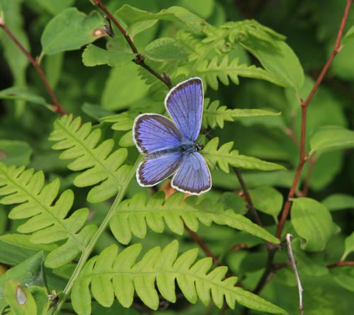 Northern Blue