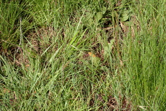 Pardopsis punctatissima