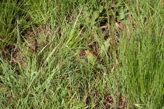 Pardopsis punctatissima