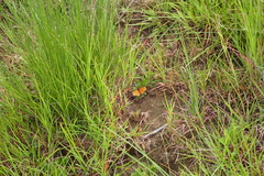 Pardopsis punctatissima