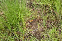 Pardopsis punctatissima