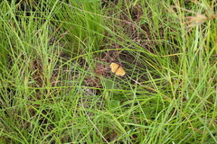 Pardopsis punctatissima