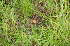 Pardopsis punctatissima