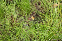 Pardopsis punctatissima