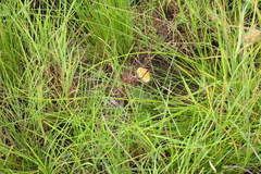 Pardopsis punctatissima