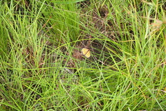 Pardopsis punctatissima