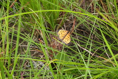 Pardopsis punctatissima