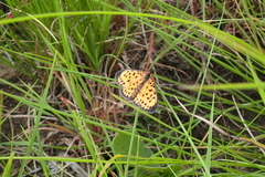 Pardopsis punctatissima