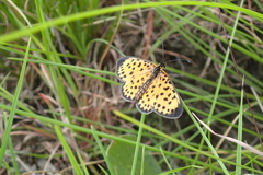 Pardopsis punctatissima