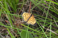 Pardopsis punctatissima