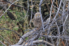 Bubo virginianus magellanicus