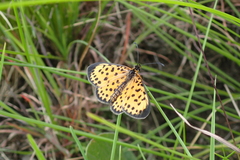 Pardopsis punctatissima