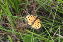 Pardopsis punctatissima