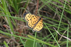 Pardopsis punctatissima