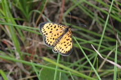 Pardopsis punctatissima