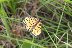 Pardopsis punctatissima