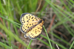 Pardopsis punctatissima