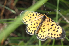 Pardopsis punctatissima