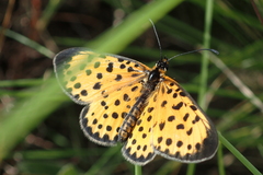 Pardopsis punctatissima