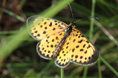 Pardopsis punctatissima