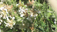 Anthidium