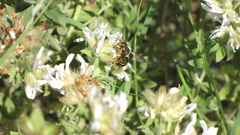 Anthidium