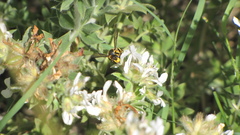Anthidium