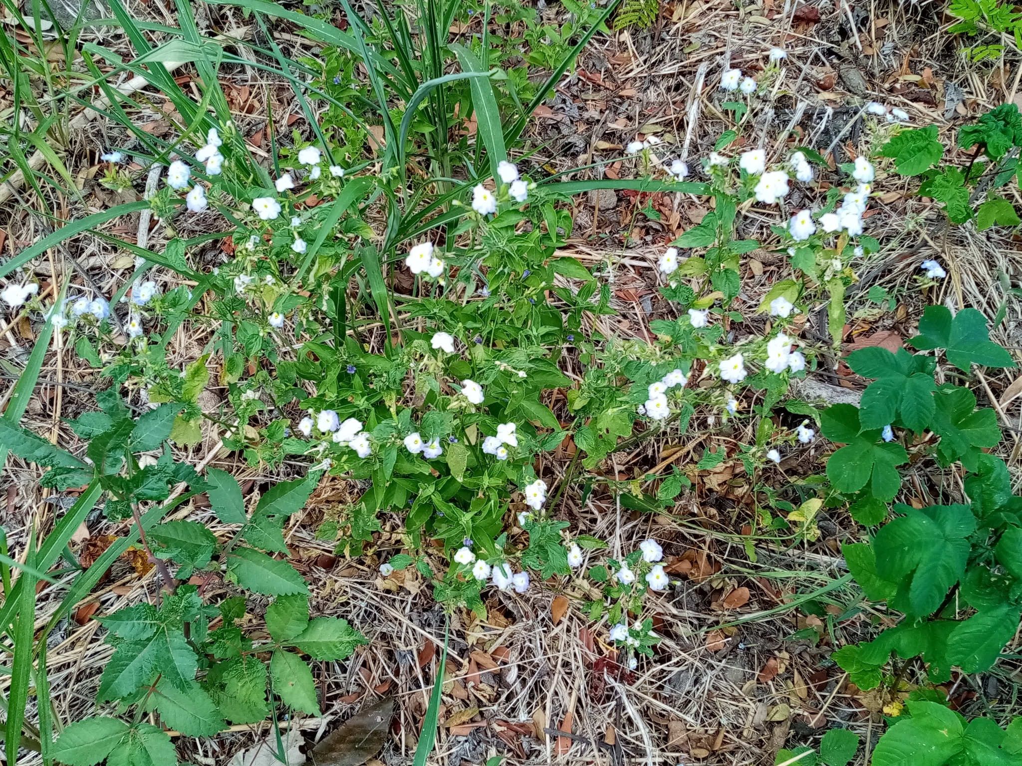 Browallia acutiloba
