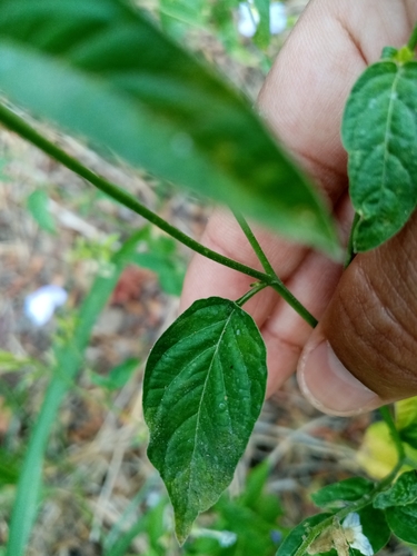 Image of Browallia Acutiloba (Browallia acutiloba) by (c) Pier Luiggi Maquilón, some rights reserved (CC BY)