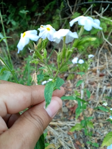 Image of Browallia Acutiloba (Browallia acutiloba) by (c) Pier Luiggi Maquilón, some rights reserved (CC BY)