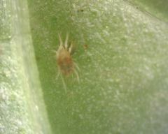 Tetranychus