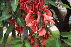 Erythrina crista-galli