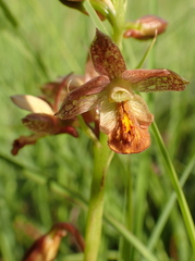 Eulophia tenella